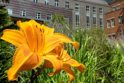 flower on campus